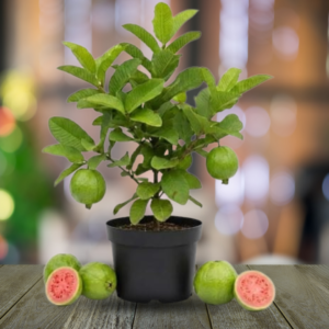 Guava Fruit Plant (Premium Grafted Variety)
