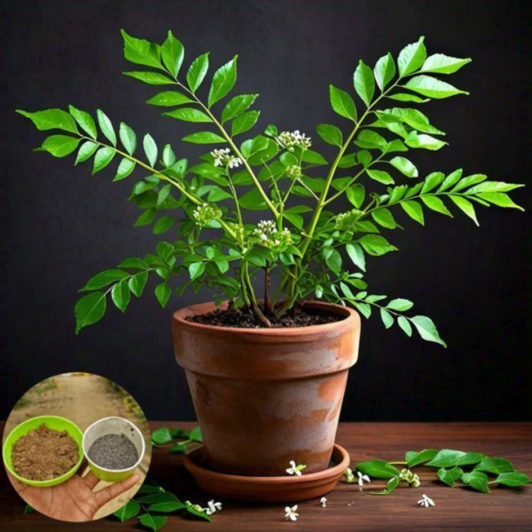 Neem Tree Sapling – Natural Air Purifier & Medicinal Tree
